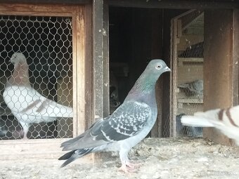 HOLUBY - Košický vysokolleúň. - 3