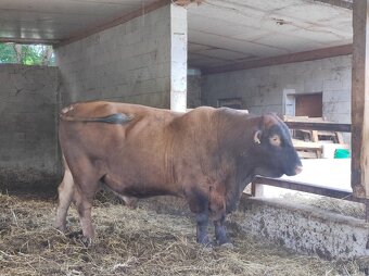 Plemenný býk Aberdeen Angus - 3