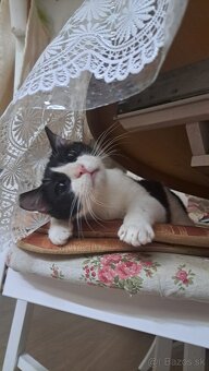 Darujem kastrovanú mačičku - 3