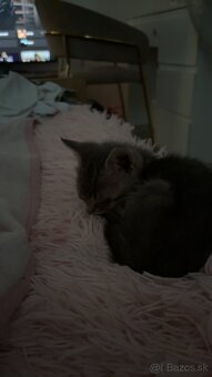 🐾domáca mačka🐾menom Oliver🐈 - 3