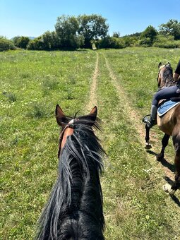 Valach do prenájmu - 3