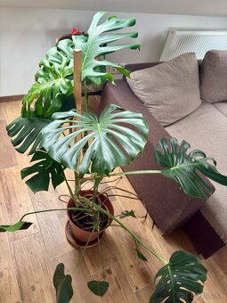 Monstera deliciosa - monsterka - 3