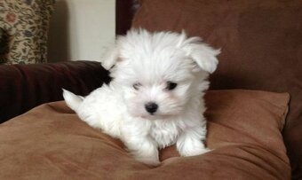 Maltezak, mini maltezak - 3