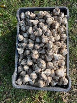 Predám cesnak - 3