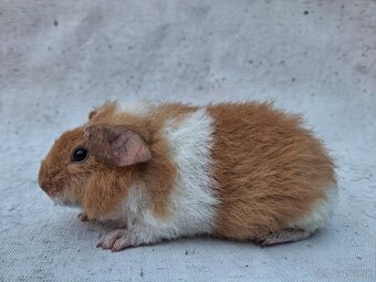 Morčatá US-TEDDY - 3