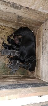 Predám jazvečíkov - 3