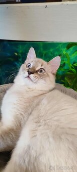 Ragdoll kocúrik bez PP - 3