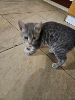 Darujeme mačiatka - 3