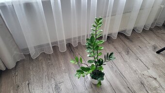 Zamiokulkas (Zamioculcas zamiifolia) - 3