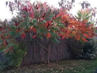 Sumach pálkový Laciniata - 3