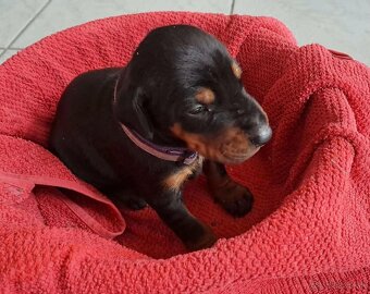 Darujem Doberman s FCI PP - 3