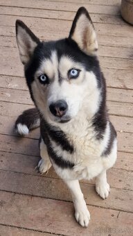Darujem Sibírsky Husky - 3