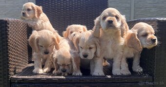 Americky Kokerspaniel-steniatka - 3