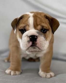 Anglicky Bulldog-steniatka - 3