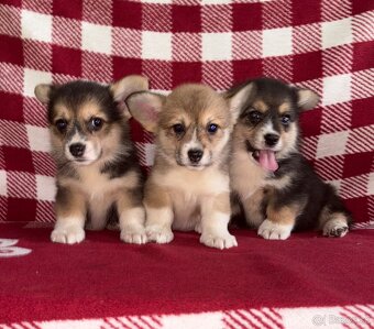 Welsh Corgi Pembroke - 3