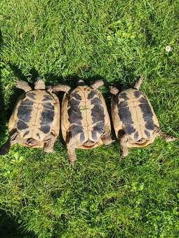 Testudo hermani - 3
