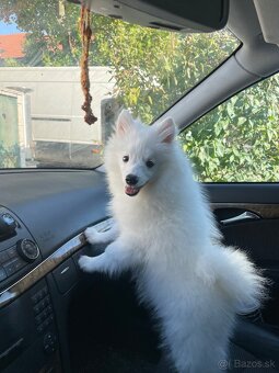 Predám krásneho nemeckého špica😍 - 3