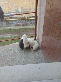 Predám šteniatka - 3