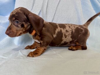 Jazvečík trpasličí hladkosrstý - 3