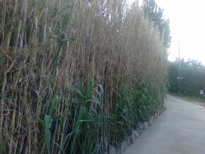 Hybridné bambusy - 3