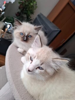 Ragdoll kocúrik -seal lynx bicolour - 3