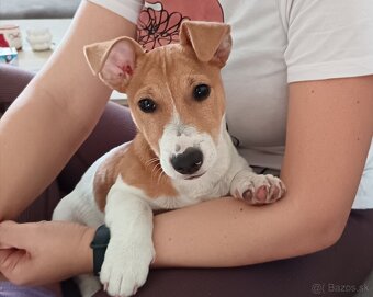 Jack Rassel teriér - 3