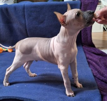 Americký bezsrstý teriér s PP FCI - 3