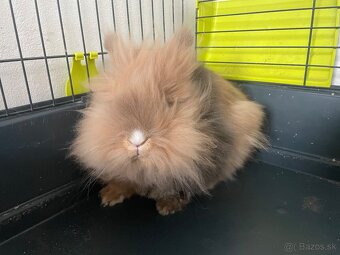 Zakrslý králik - 3