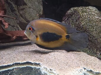 Uaru amphiacanthoides - 3