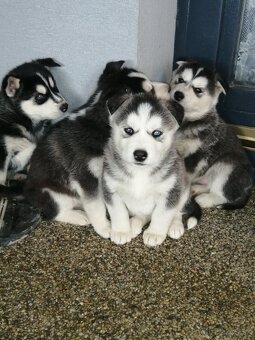 Sibirsky húsky - 3