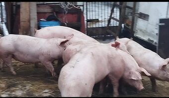 Predám ošípané - 3