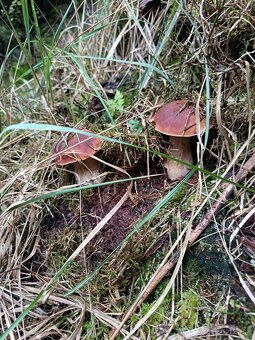 Hríby dubáky a kozáky - 3