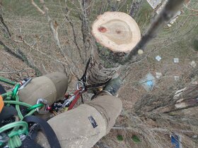 Rizikové rúbanie stromov - 3