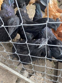 Ayam Cemani - 3