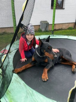 Doberman - 3