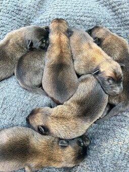 Belgicky ovčiak malinois - 3