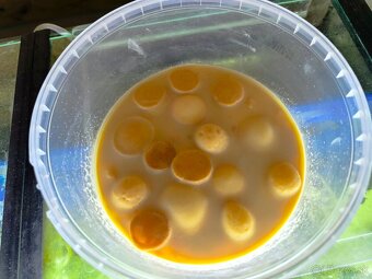 Živé krmivo/Mikra/Microworms - 3