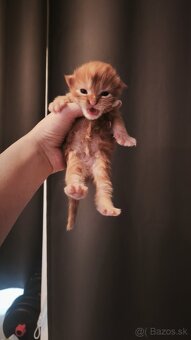 Ryšavý kocúrik Maine coon k rezervácii, aj na splátky - 3