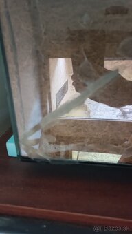 Terarium -predam/vymenim - 3
