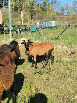 Baran kamerunský - 3