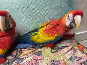 Ara arakanga (macao) - 3