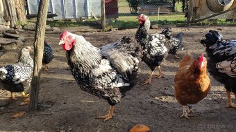 Wyandotky kohúty - 3