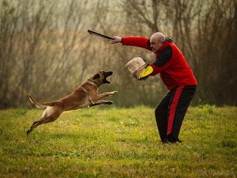 Belgický ovčiak malinois - 3