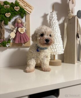 Toy pudel - 3
