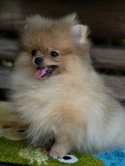 Pomeranian Mini fenečka PP FCI - 3