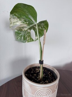 Monstera - 3
