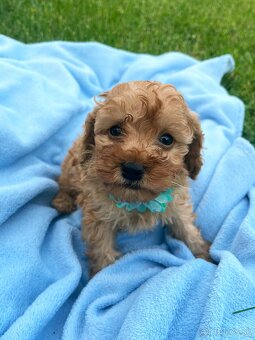 Pudel / pudlík - trpaslíči, šteniatka chlapci - 3