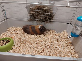 Morské prasiatko - 3