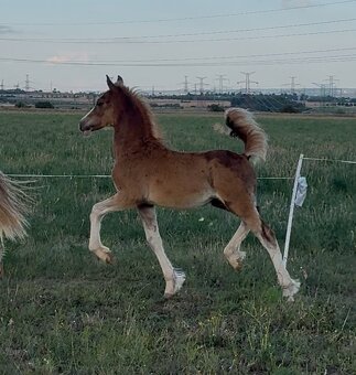 Hřebec Welsh Cob v atraktivní barvě - 3