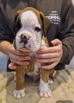 Nemecky boxer s pp - psík - 3